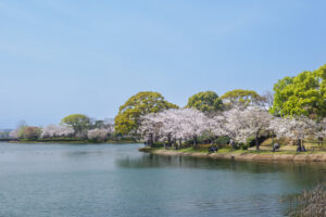 駕与丁公園の桜の写真