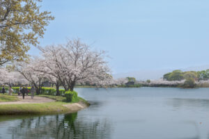 駕与丁公園の桜の写真