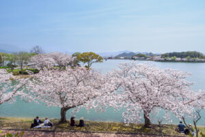 駕与丁公園の桜の写真