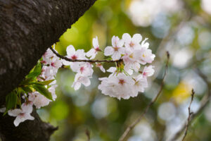 駕与丁公園の桜の写真