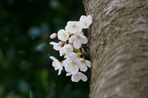 駕与丁公園の桜の写真