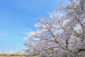 駕与丁公園の桜の写真