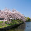 桜　舞鶴公園（2023年3月31日）