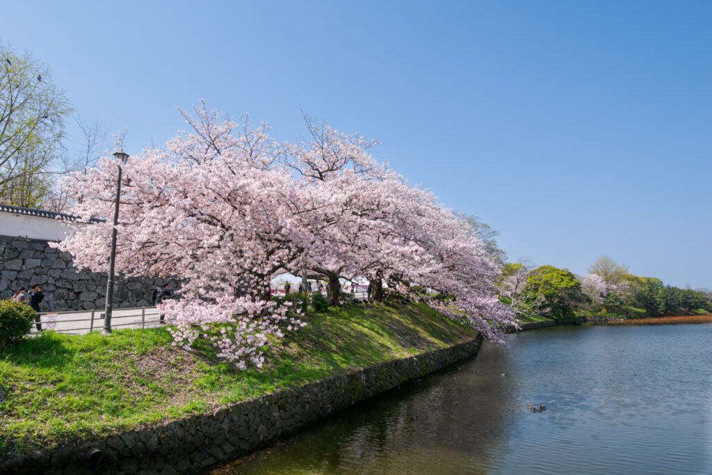 舞鶴公園の桜の写真
