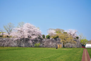 舞鶴公園の桜の写真