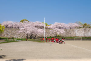 舞鶴公園の桜の写真