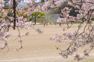 舞鶴公園の桜の写真