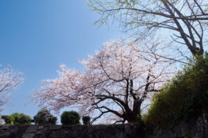舞鶴公園の桜の写真