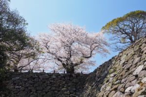 舞鶴公園の桜の写真