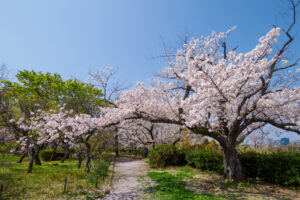 舞鶴公園の桜の写真