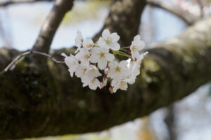 舞鶴公園の桜の写真