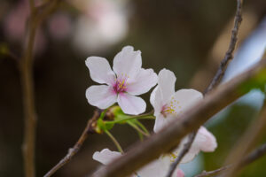 舞鶴公園の桜の写真