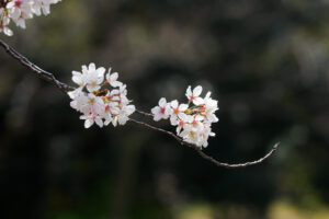 舞鶴公園の桜の写真