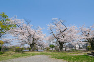舞鶴公園の桜の写真