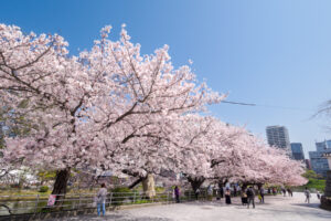 舞鶴公園の桜の写真