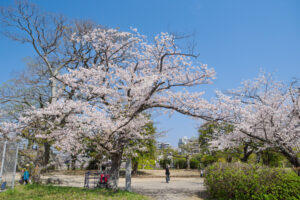 舞鶴公園の桜の写真