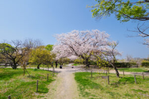 舞鶴公園の桜の写真