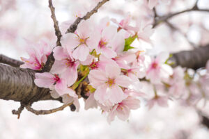 舞鶴公園の桜の写真