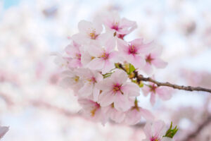 舞鶴公園の桜の写真