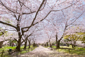 舞鶴公園の桜の写真