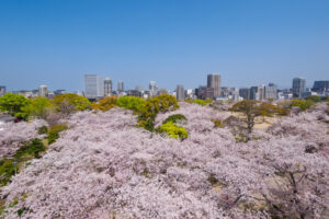 舞鶴公園の桜の写真