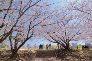 舞鶴公園の桜の写真