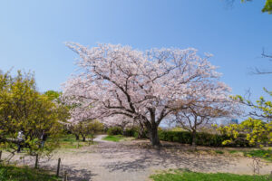 舞鶴公園の桜の写真