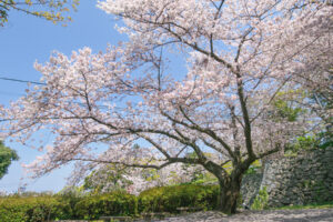 舞鶴公園の桜の写真