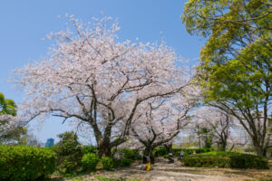 舞鶴公園の桜の写真