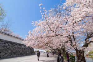 舞鶴公園の桜の写真