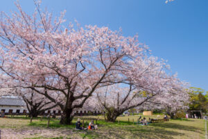 舞鶴公園の桜の写真