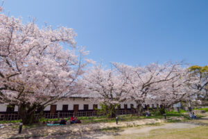 舞鶴公園の桜の写真