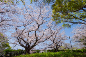 舞鶴公園の桜の写真
