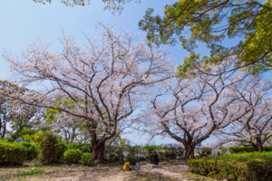 舞鶴公園の桜の写真
