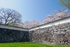 舞鶴公園の桜の写真