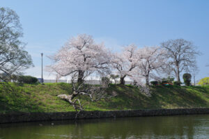舞鶴公園の桜の写真