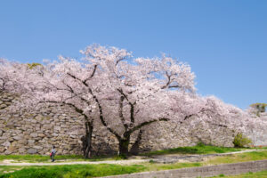 舞鶴公園の桜の写真