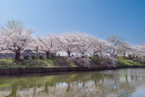 舞鶴公園の桜の写真