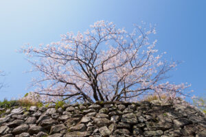 舞鶴公園の桜の写真