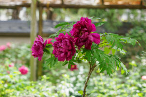 筥崎宮花庭園の牡丹の写真