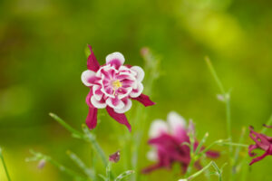 筥崎宮花庭園の季節の花の写真