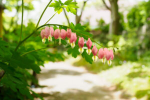 筥崎宮花庭園の季節の花の写真