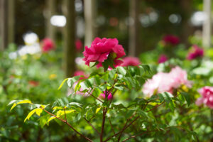 筥崎宮花庭園の牡丹の写真