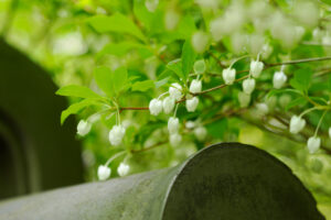 筥崎宮花庭園の季節の花の写真