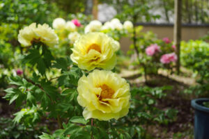 筥崎宮花庭園の牡丹の写真