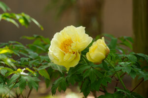 筥崎宮花庭園の牡丹の写真