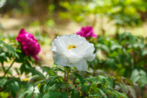 筥崎宮花庭園の牡丹の写真