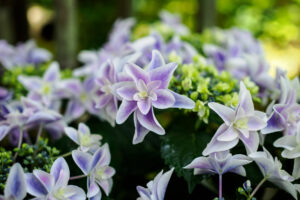 筥崎宮花庭園の紫陽花の 写真