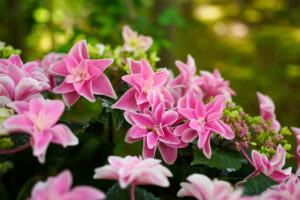 筥崎宮花庭園の紫陽花のの写真
