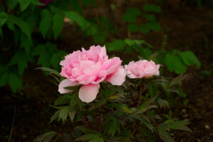 筥崎宮花庭園の牡丹の写真